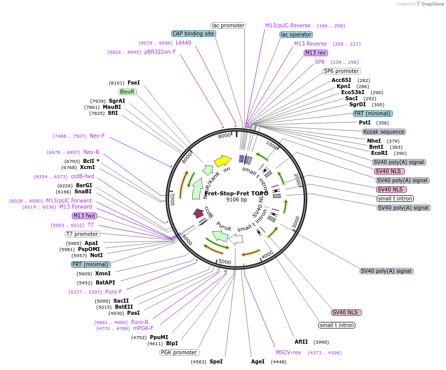 22774-plasmid-map-sequence-id-10424