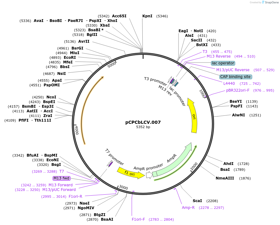22785-plasmid-map-sequence-id-10427