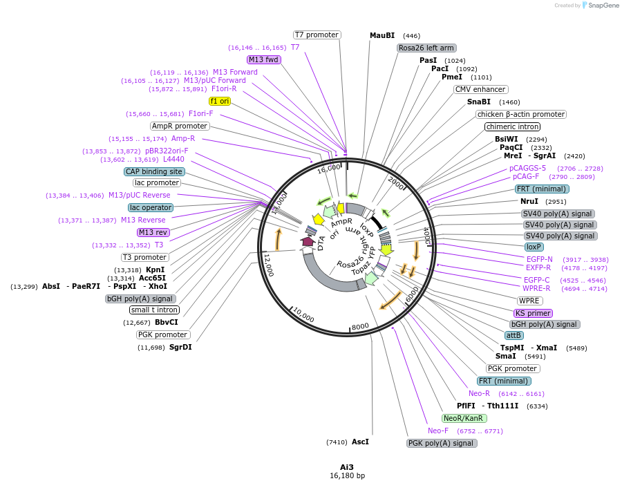 22797-plasmid-map-sequence-id-10437