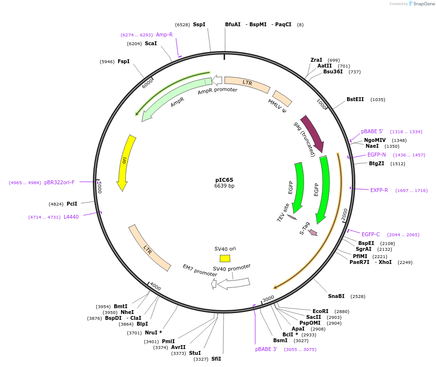 63061-plasmid-map-sequence-id-104376