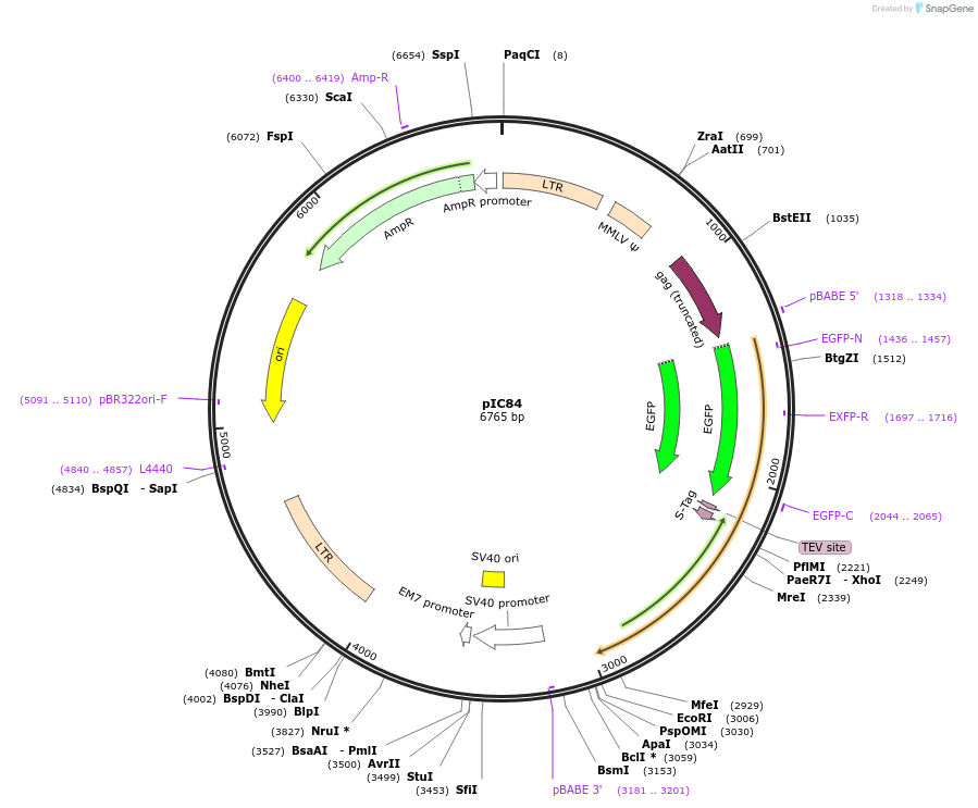 63062-plasmid-map-sequence-id-104377