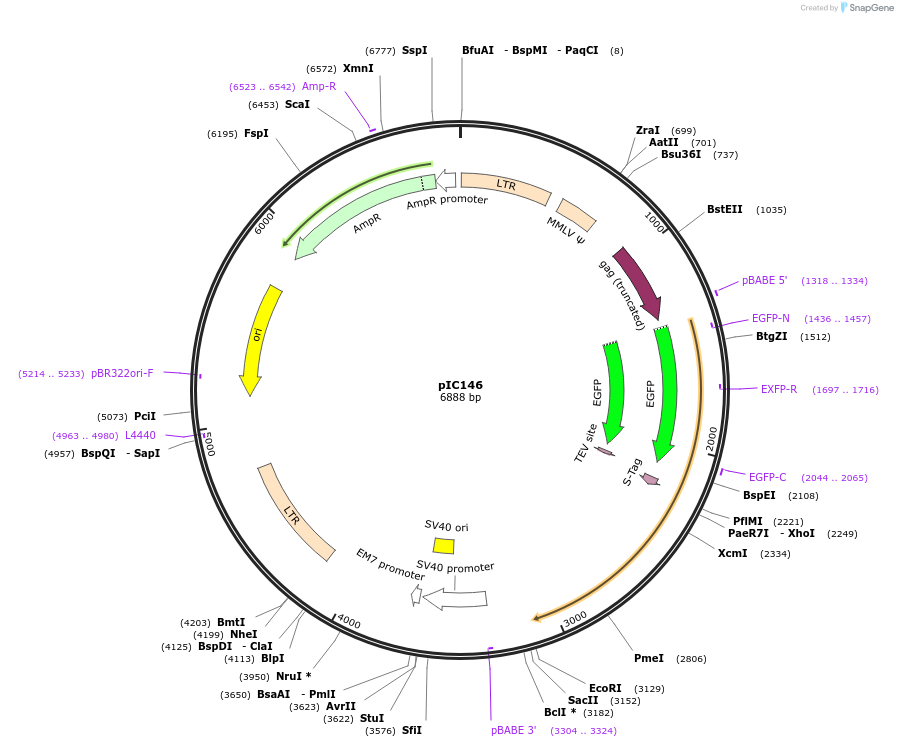 63069-plasmid-map-sequence-id-104384