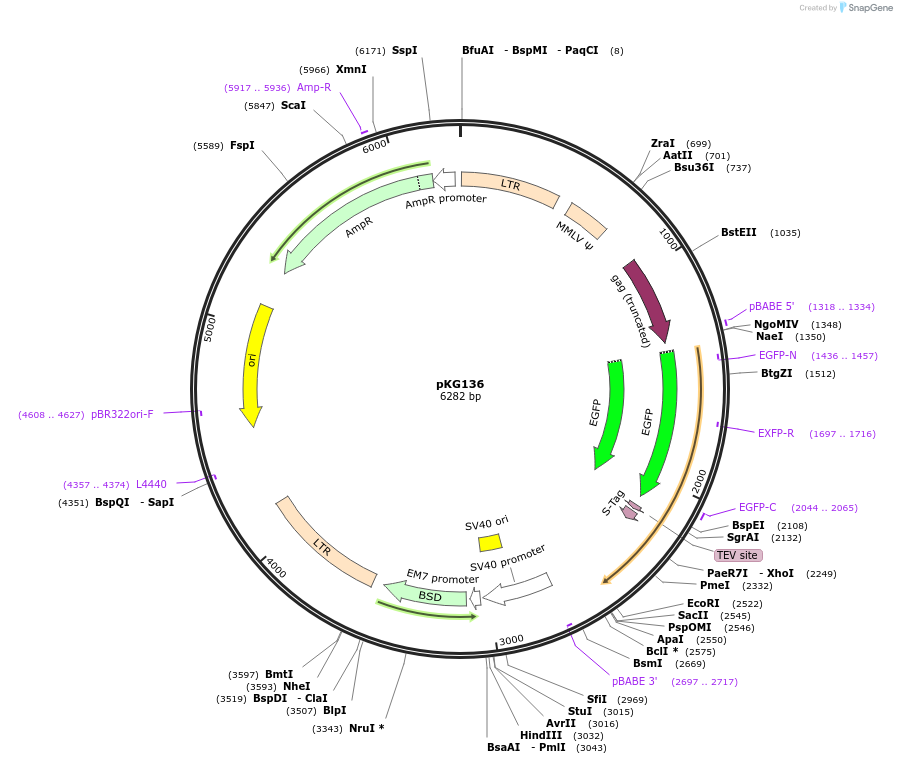 63075-plasmid-map-sequence-id-104389