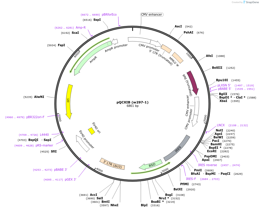 22800-plasmid-map-sequence-id-10440