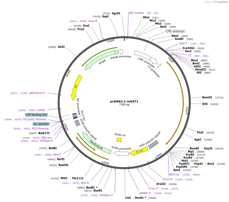 22804-plasmid-map-sequence-id-10442