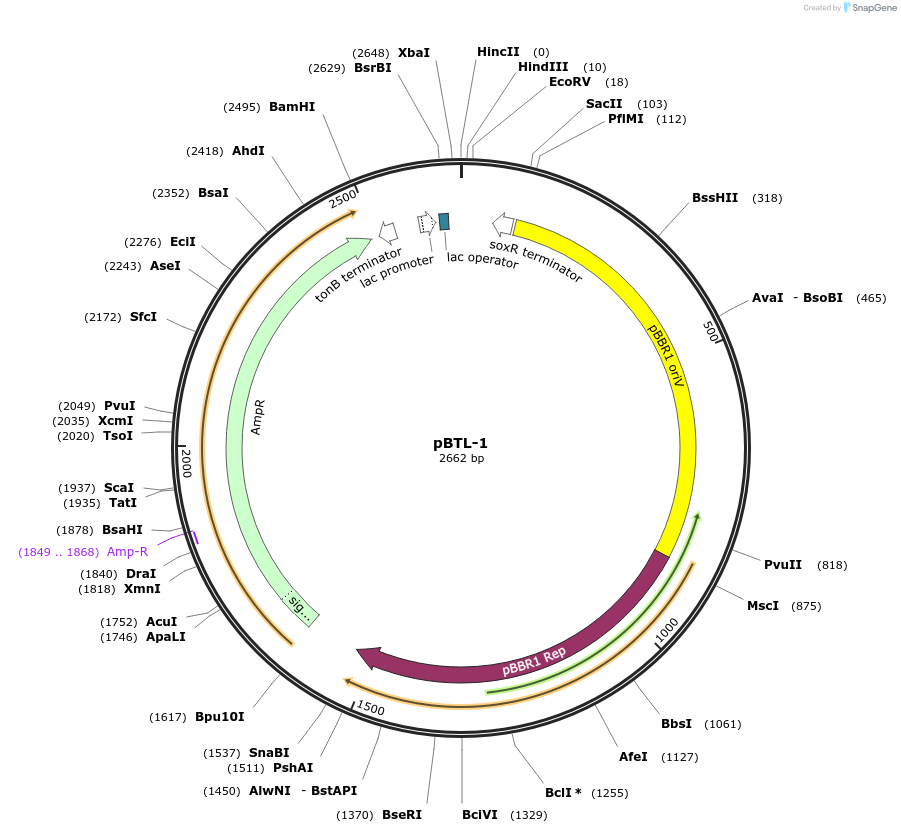 22805-plasmid-map-sequence-id-10443
