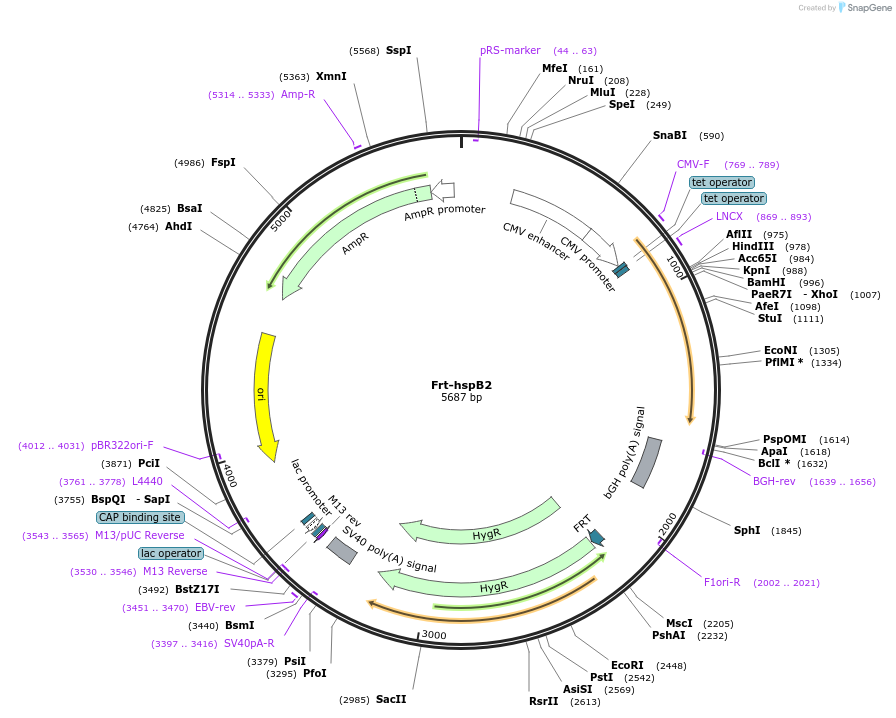 63093-plasmid-map-sequence-id-104499