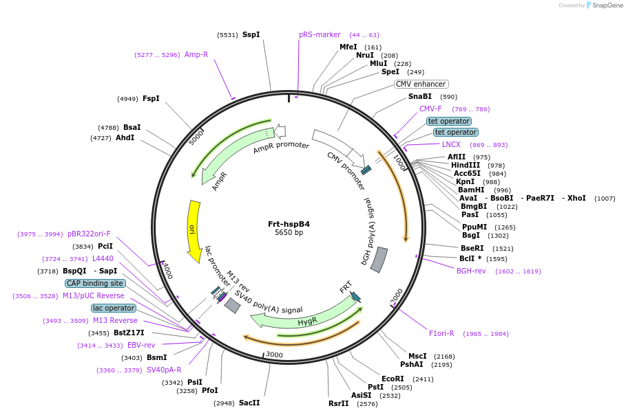 63095-plasmid-map-sequence-id-104501