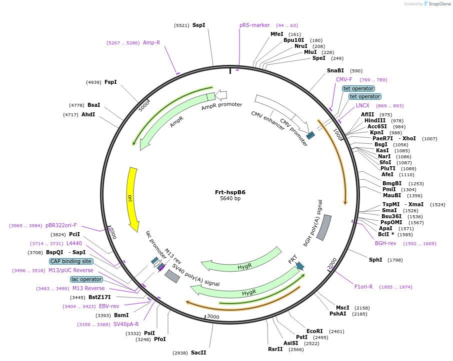 63097-plasmid-map-sequence-id-104503