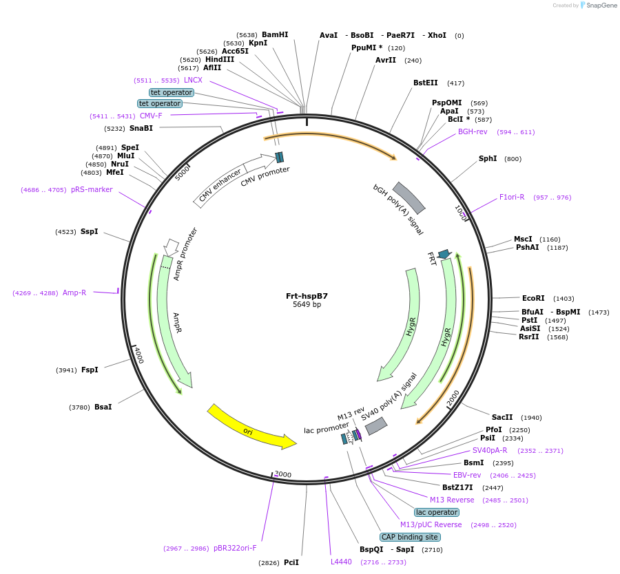 63098-plasmid-map-sequence-id-104504
