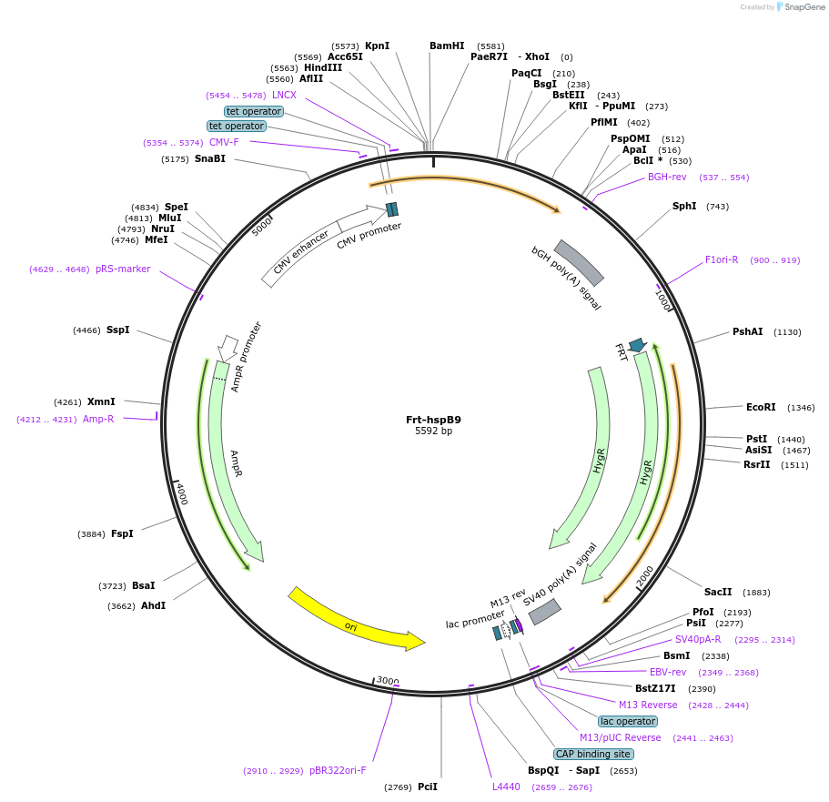 63100-plasmid-map-sequence-id-104506