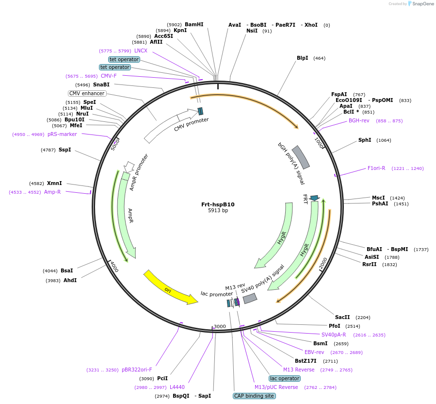 63101-plasmid-map-sequence-id-104507