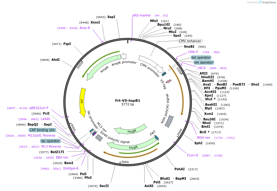 63102-plasmid-map-sequence-id-104508
