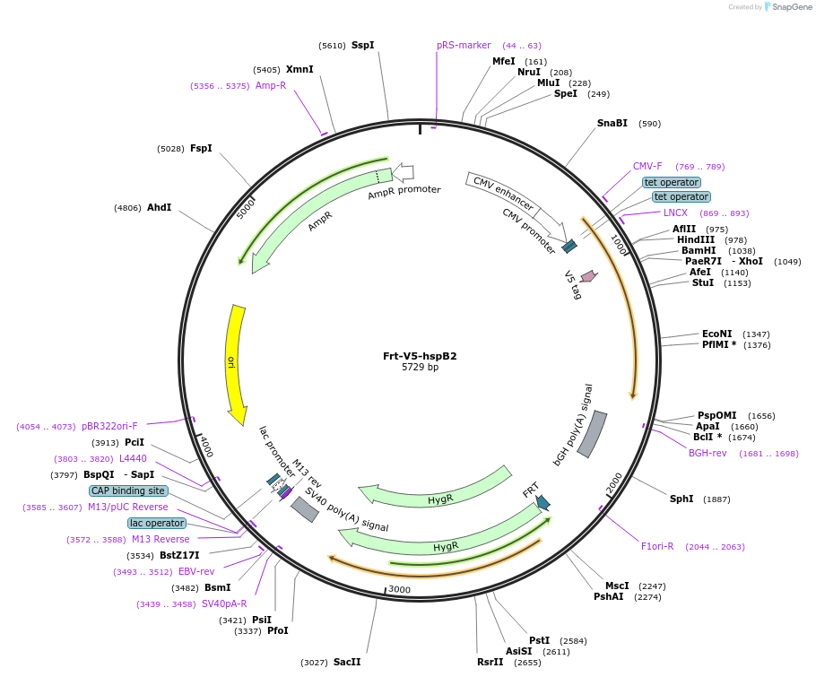 63103-plasmid-map-sequence-id-104509