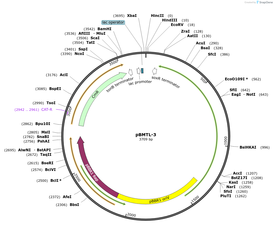 22813-plasmid-map-sequence-id-10451