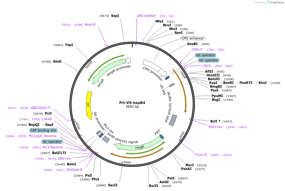 63105-plasmid-map-sequence-id-104511