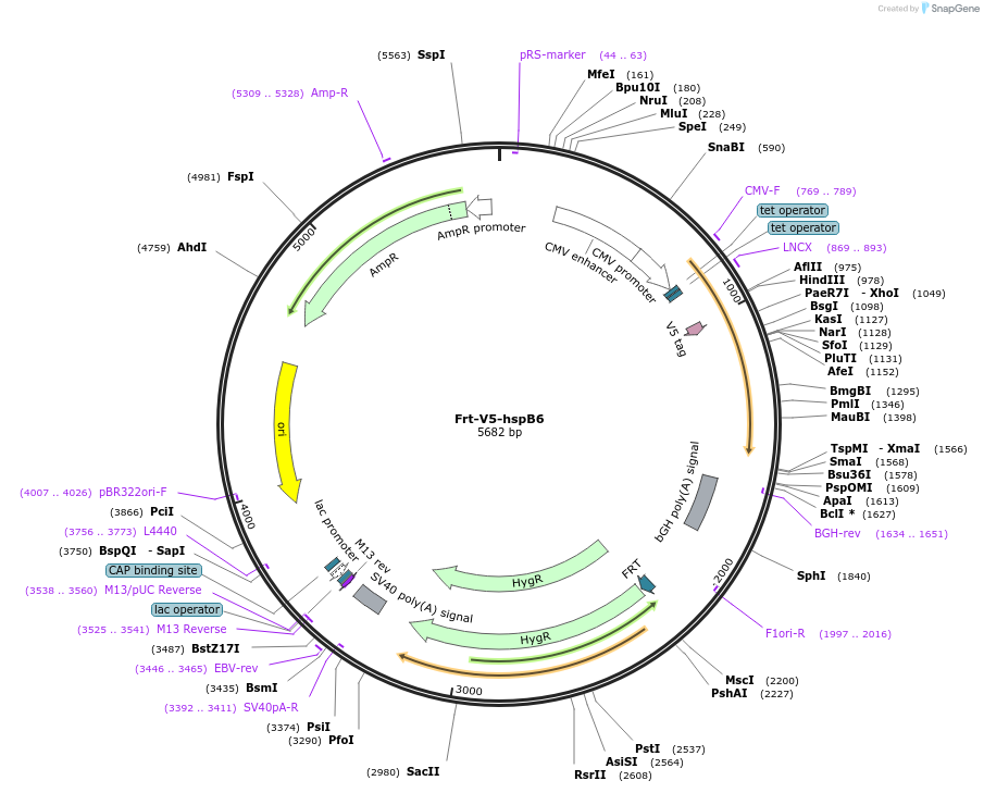 63107-plasmid-map-sequence-id-104513