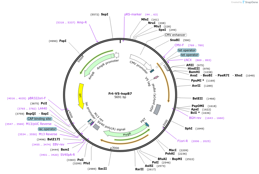 63108-plasmid-map-sequence-id-104514