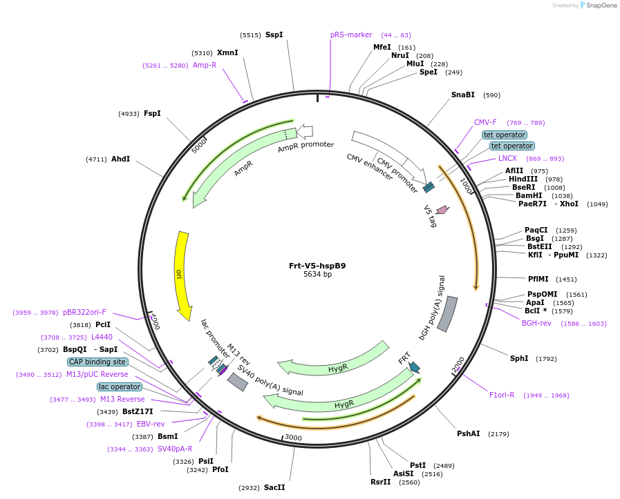 63110-plasmid-map-sequence-id-104516