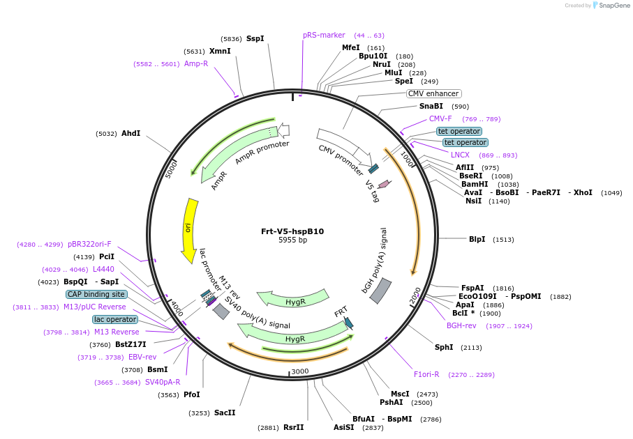 63111-plasmid-map-sequence-id-104517