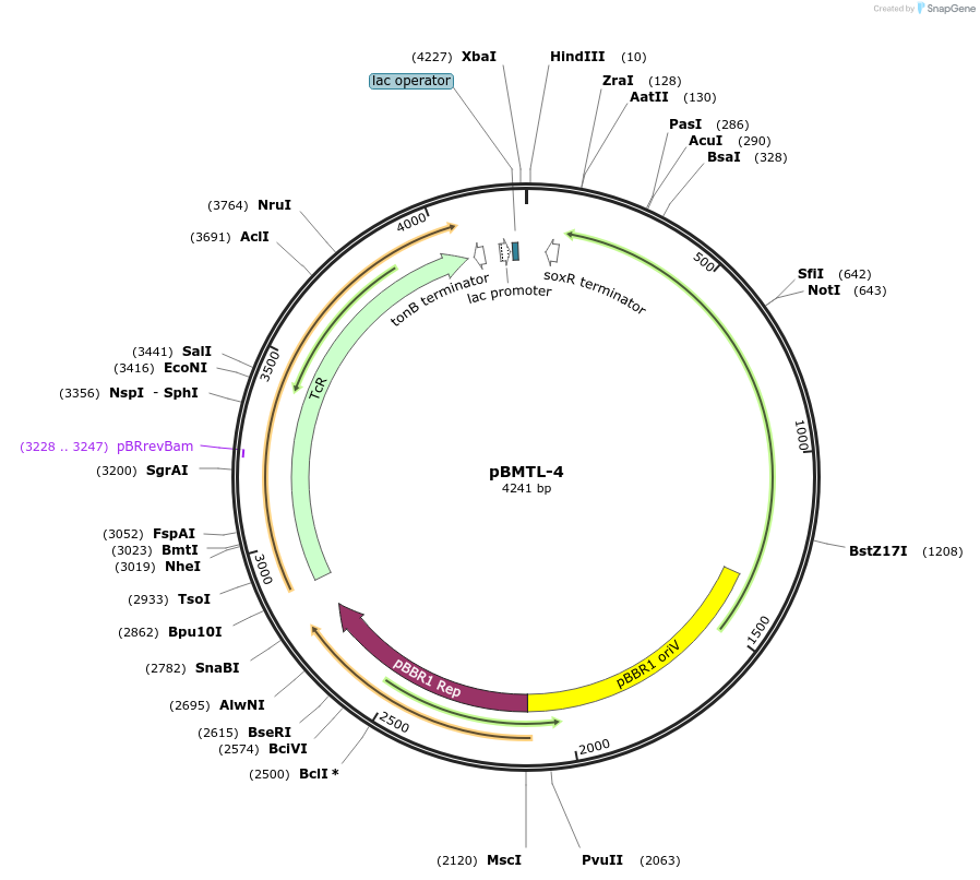 22814-plasmid-map-sequence-id-10452