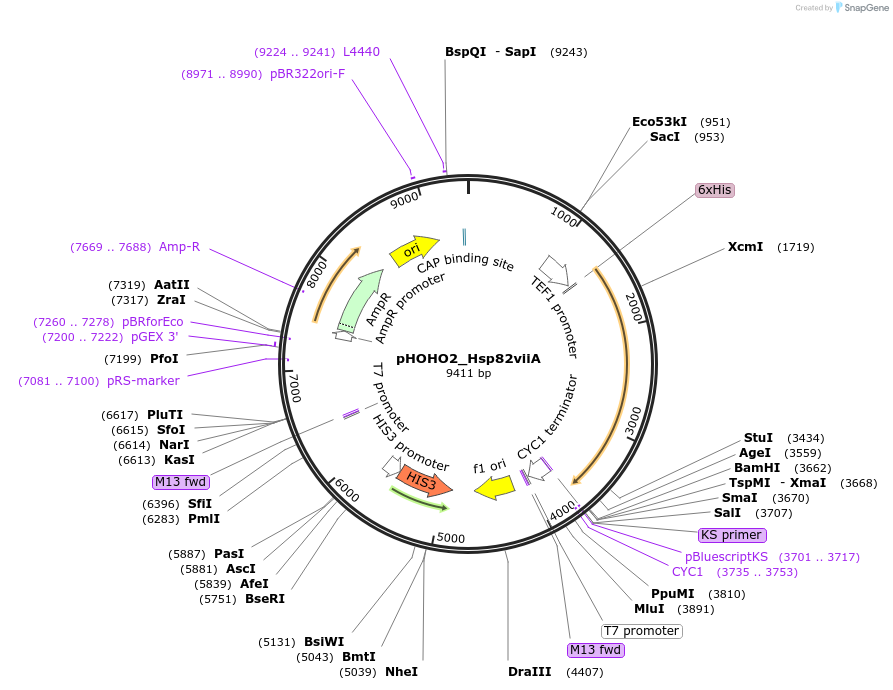 61708-plasmid-map-sequence-id-104523