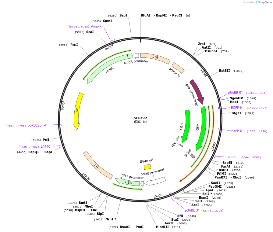 51405-plasmid-map-sequence-id-104538