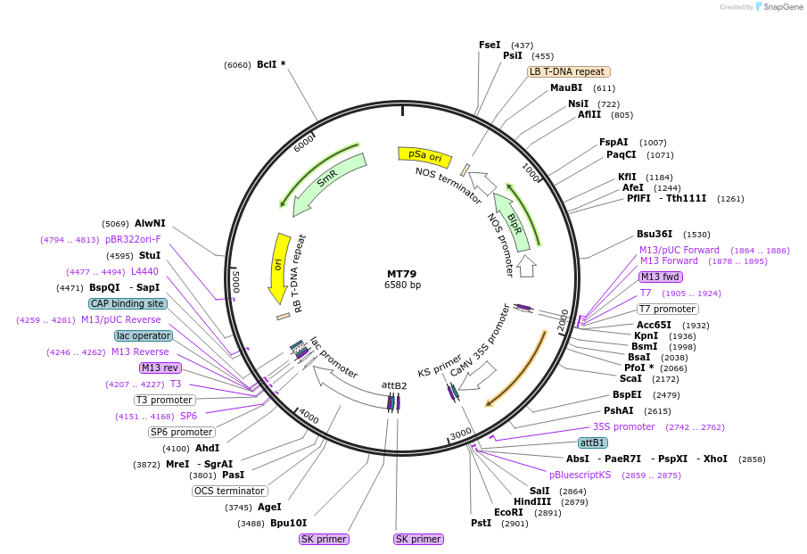 63112-plasmid-map-sequence-id-104553