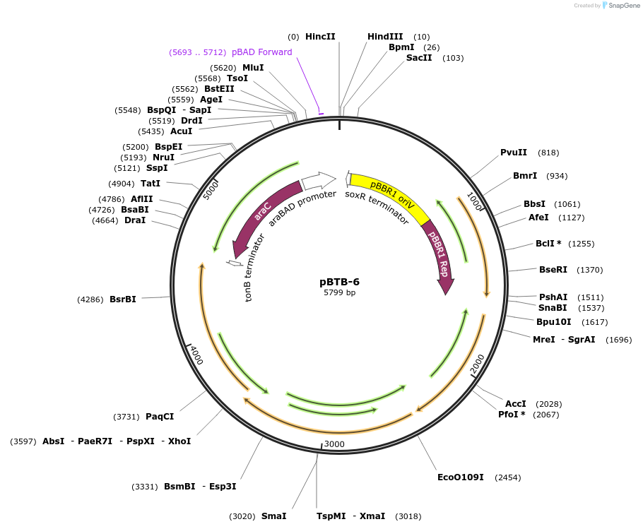 22822-plasmid-map-sequence-id-10460