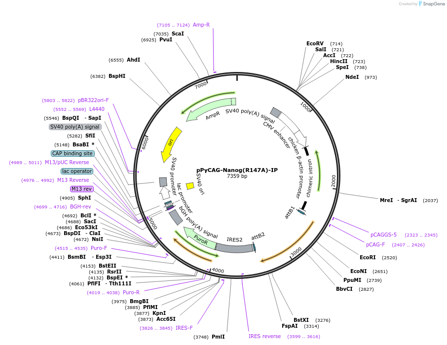 63002-plasmid-map-sequence-id-104608