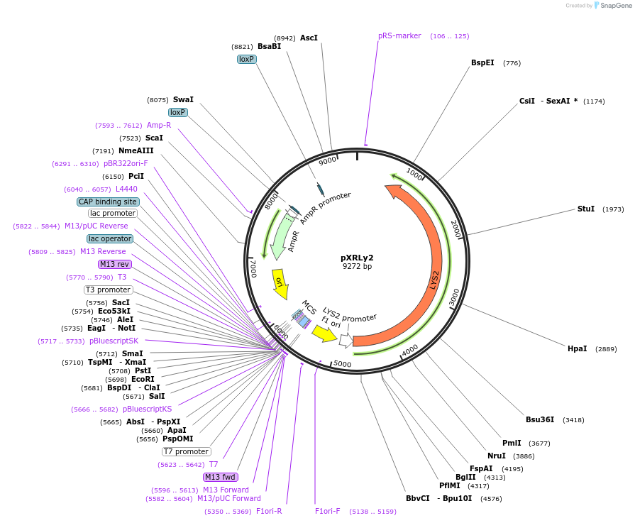 63149-plasmid-map-sequence-id-104612
