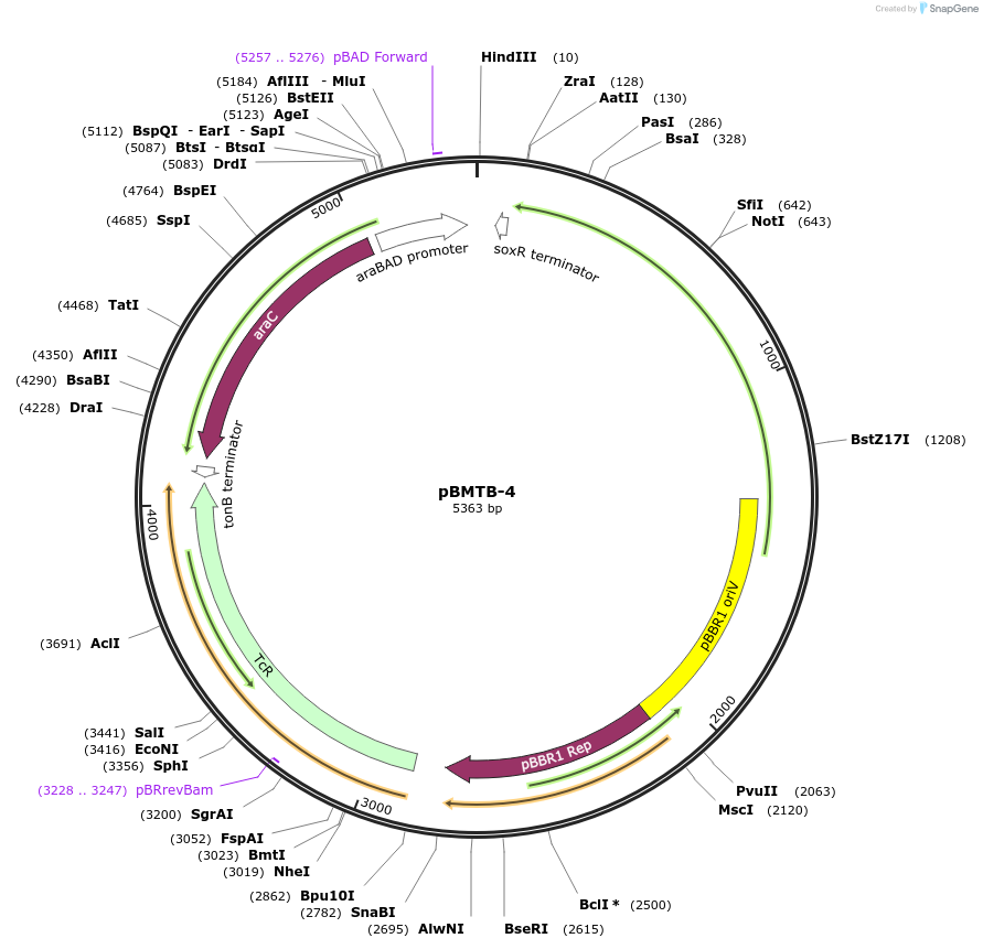 22825-plasmid-map-sequence-id-10463