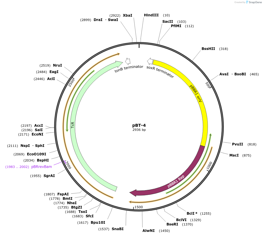 22831-plasmid-map-sequence-id-10469