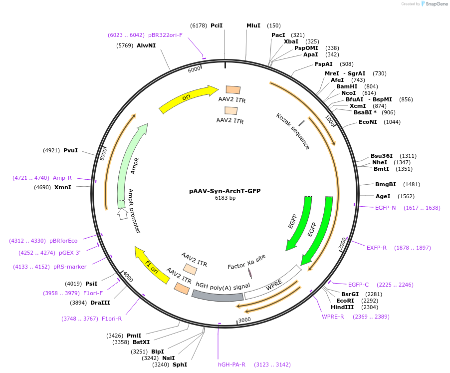 63141-plasmid-map-sequence-id-104696