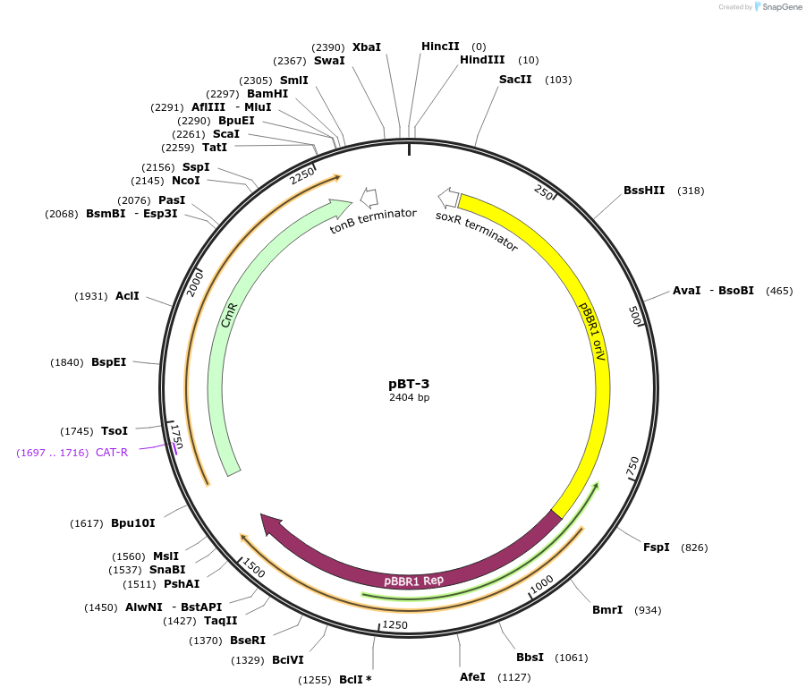 22832-plasmid-map-sequence-id-10470
