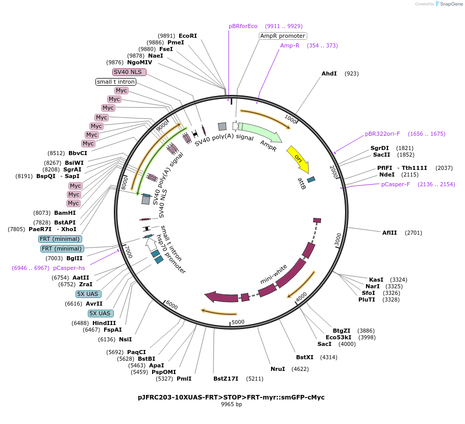 63167-plasmid-map-sequence-id-104795