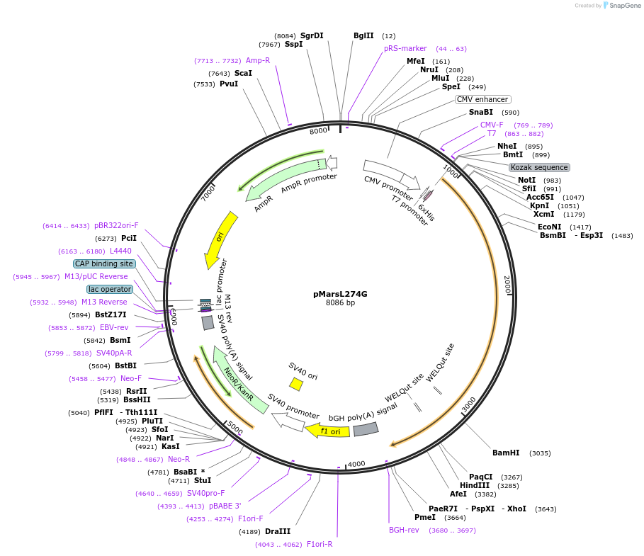 63177-plasmid-map-sequence-id-104810