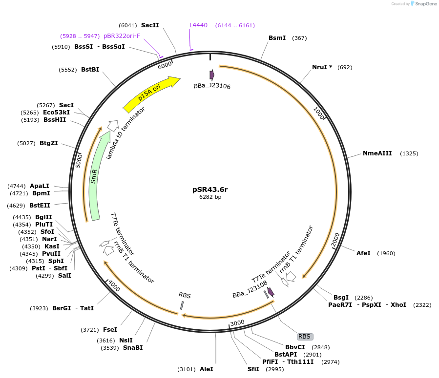 63197-plasmid-map-sequence-id-104837