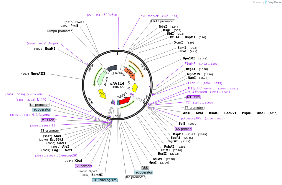 63183-plasmid-map-sequence-id-104859