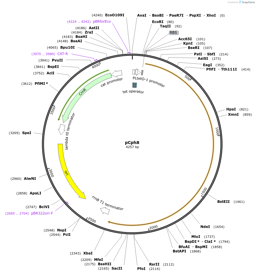 22869-plasmid-map-sequence-id-10487