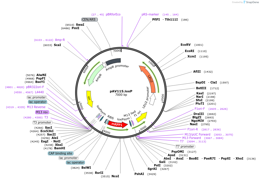 63187-plasmid-map-sequence-id-104891