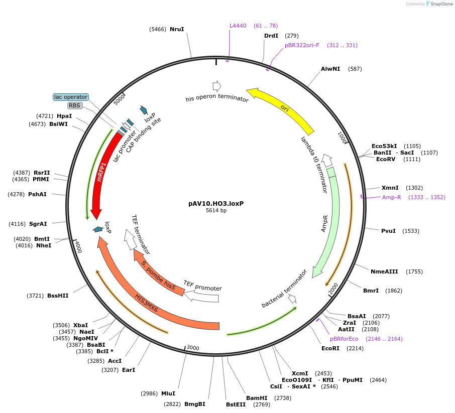 63205-plasmid-map-sequence-id-104905