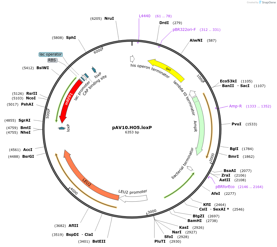 63206-plasmid-map-sequence-id-104906
