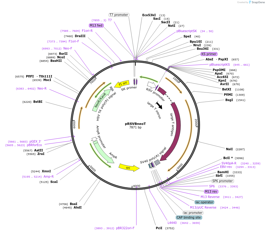 22883-plasmid-map-sequence-id-10492