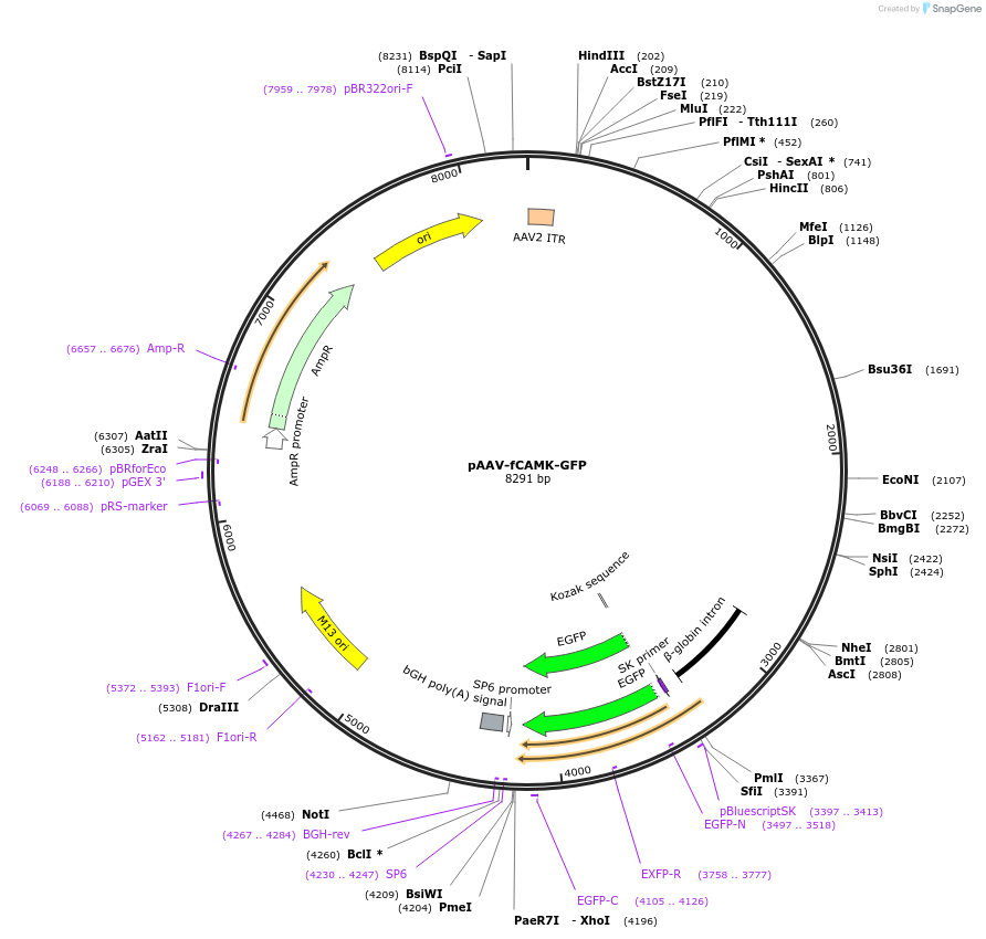 22917-plasmid-map-sequence-id-10502