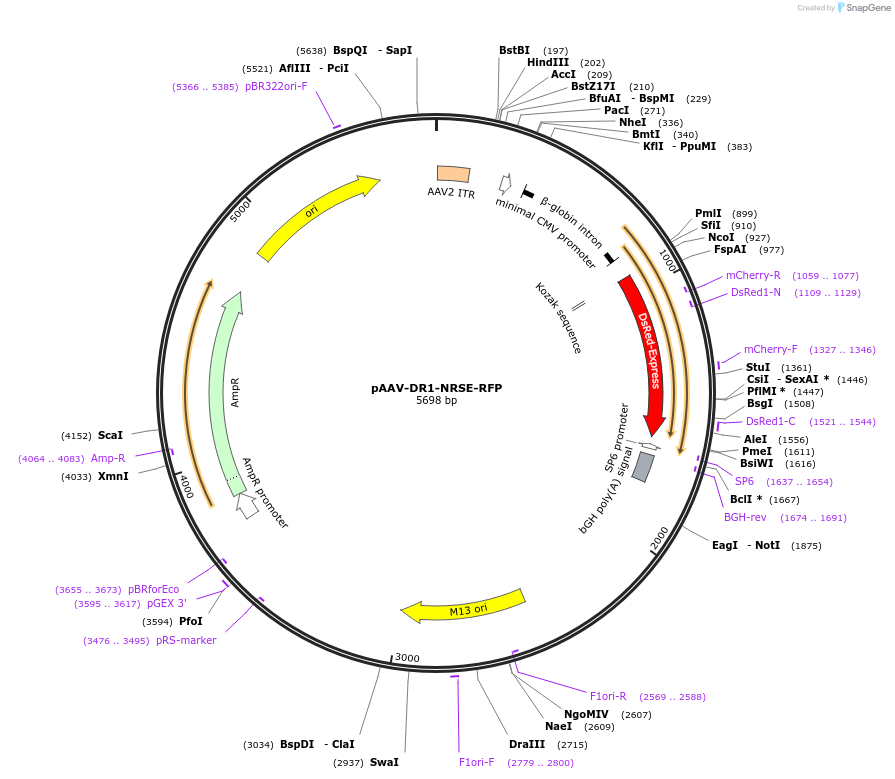 22927-plasmid-map-sequence-id-10511