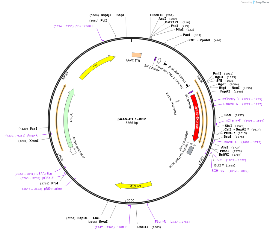 22928-plasmid-map-sequence-id-10512