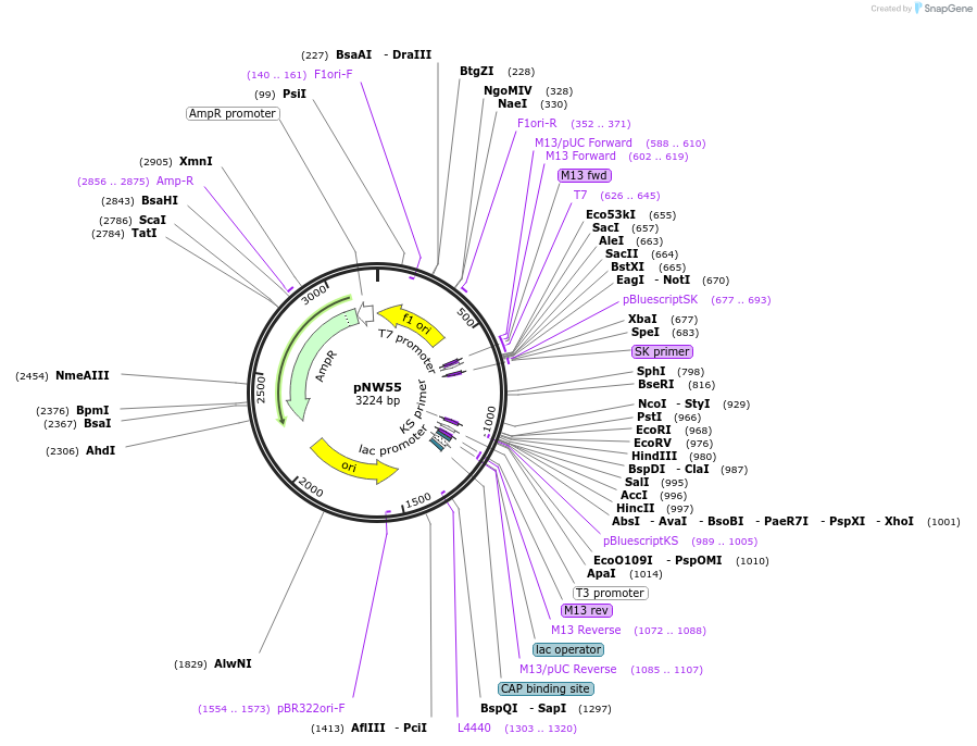 22988-plasmid-map-sequence-id-10520