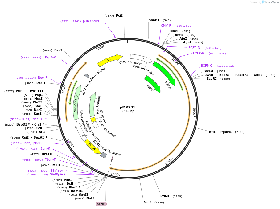 23003-plasmid-map-sequence-id-10522