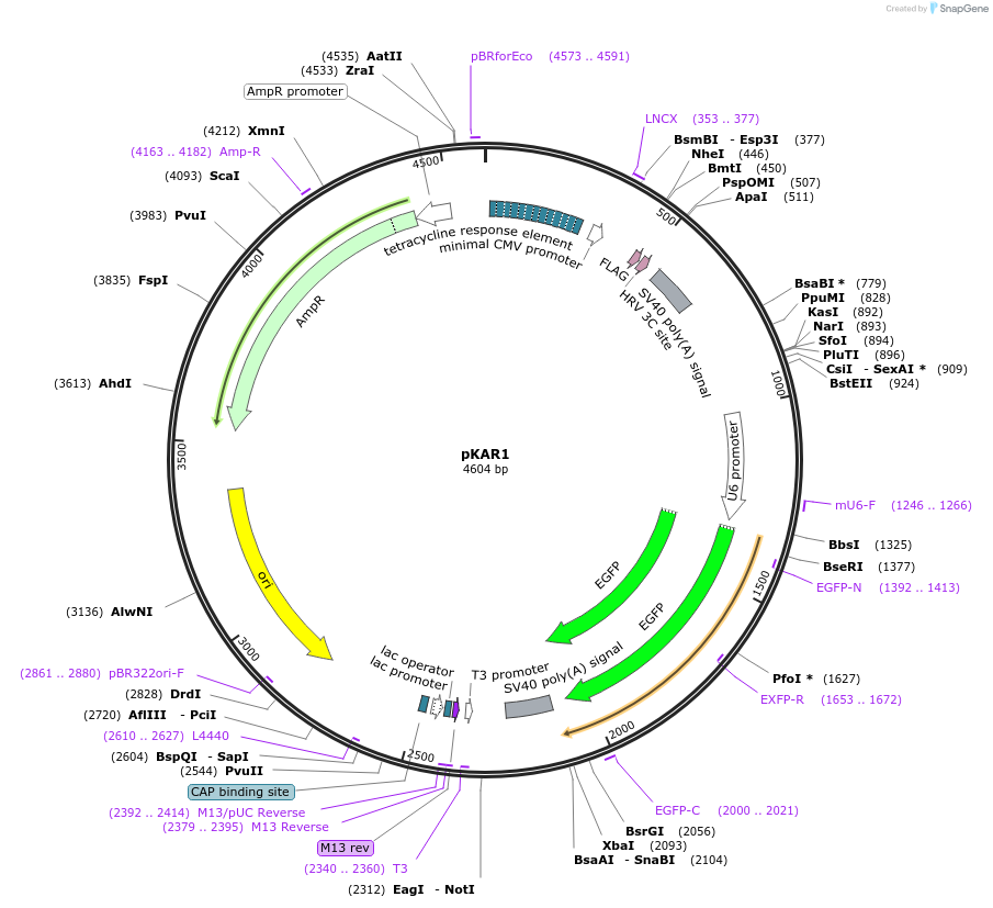 23104-plasmid-map-sequence-id-10551